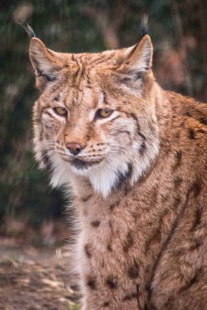 Alpenzoo Innsbruck - Innsbruck, Austria. Explore Alpenzoo Innsbruck with alpine animals and family activities - Free entry included with the Innsbruck Card.